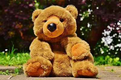 Riesen Teddy Testsieger
