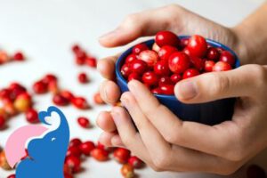 In der Schwangerschaft Cranberrys erlaubt?