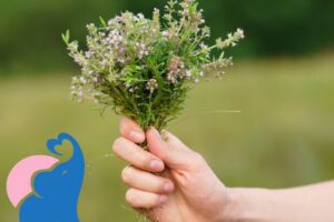 Thymian in der Schwangerschaft – erlaubt oder gefährlich?