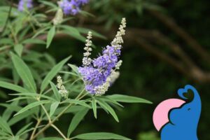 Mönchspfeffer in der Stillzeit, ja oder nein?