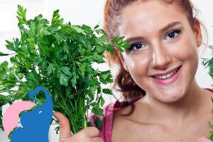 Ist in der Stillzeit Petersilie erlaubt?