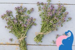 Thymian & Thymiantee in der Stillzeit, ja oder nein?