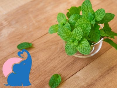 in der Stillzeit Pfefferminze frisch essen