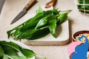 Bärlauch in der Stillzeit, ja oder nein?