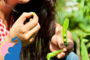 Sind in der Stillzeit Erbsen erlaubt?