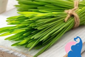 Gerstengras in der Stillzeit, Ja oder Nein?