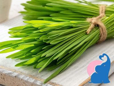 Gerstengras in der Stillzeit