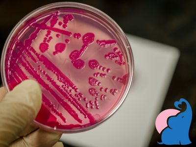 Salmonellen-Infektion fuer kleine Kinder