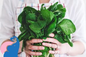 Ist in der Stillzeit Spinat erlaubt?