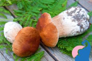 Steinpilze in der Schwangerschaft: Ja oder Nein?