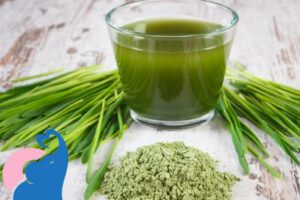 Ist Gerstengras in der Schwangerschaft erlaubt?