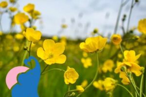 Butterblume giftig für Kinder & Babys?