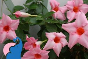 Dipladenia giftig für Kinder & Babys?