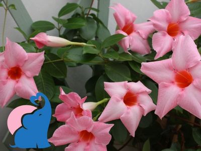 Dipladenia giftig fuer Kinder Babys