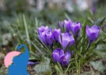 Krokus giftig für Kinder & Babys?