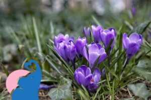 Krokus giftig für Kinder & Babys?