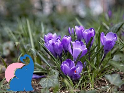 Krokus giftig fuer Kinder Babys
