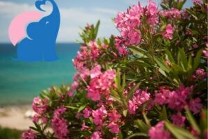 Oleander giftig für Kinder & Babys?