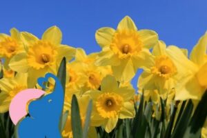 Osterglocken giftig für Kinder & Babys?
