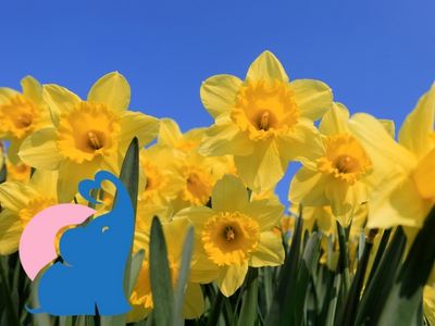 Osterglocken giftig fuer Kinder Babys
