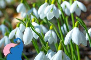 Schneeglöckchen giftig für Kinder & Babys?