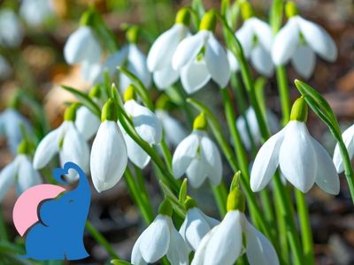 Schneegloeckchen giftig fuer Kinder Babys