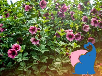 Symptome einer Dipladenia Vergiftung