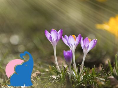 Symptome einer Krokus Vergiftung