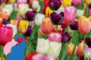 Tulpen giftig für Kinder & Babys?