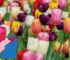 Tulpen giftig für Kinder & Babys?