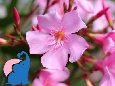 Wie schnell wirkt Oleander Gift