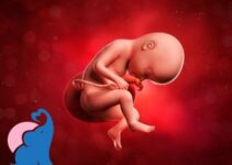In welcher SSW dreht sich das Baby?