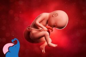 In welcher SSW dreht sich das Baby?