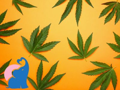 Was ist Weed